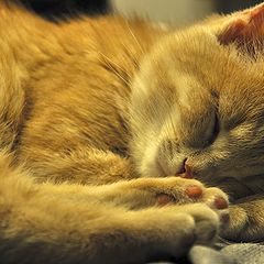 photo "Sleeping "toffee""