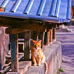 фото "Японский кот"