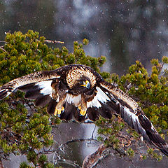 photo "Eagle"