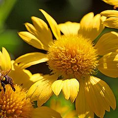 photo "Three In A Row"