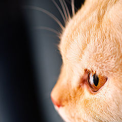 photo "Kitty"