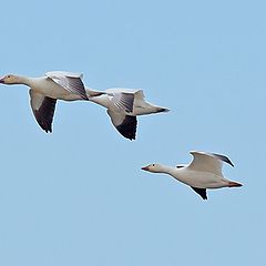 photo "White Geese"