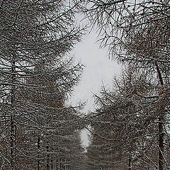 фото "Первый снег"