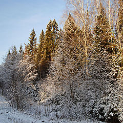 фото "Зимний  лес"