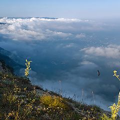 фото "Over mountains and forests and seas"