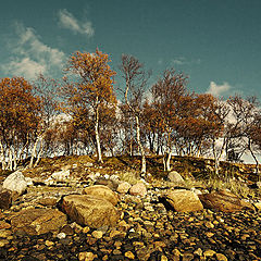 photo "And on the stone, the trees grow..."