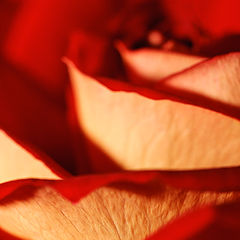 photo "Red"