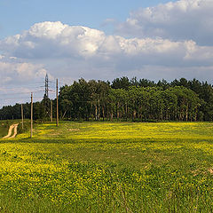 фото "Среди желтых июньских полей"