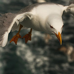 photo "Over The Sea"