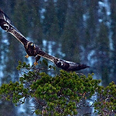 photo "Eagle"