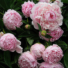 photo "June. Peonies  (Paeonia)"