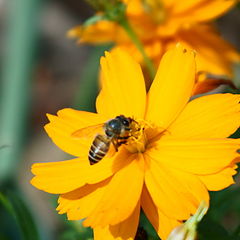 photo "BEE"