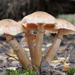 photo "Mushrooms. Five Graces. Hydra."