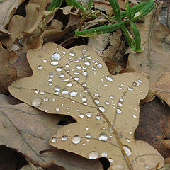 photo "Leaf."