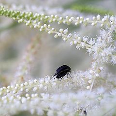 photo "their white love"