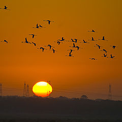 фото "ESTUARY LIGHT"