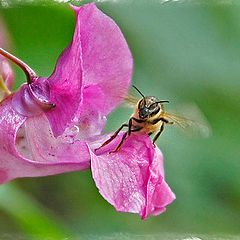 photo "Incoming"