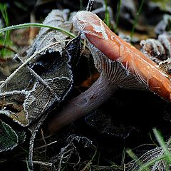 photo "frozen mushroom"