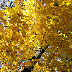 photo "Autumn contrasts / Осенние контрасты"