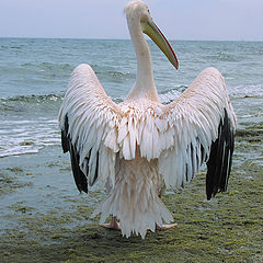 photo "Пеликан на пляже"
