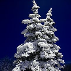 photo "Fur-tree city"