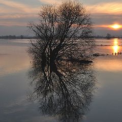 photo "Lonely tree."