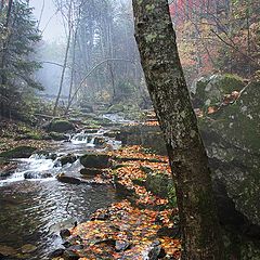 фото "Листопад"