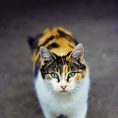 photo "cat"