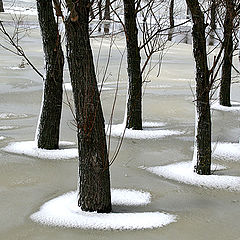 photo "White collars / Белые воротнички"