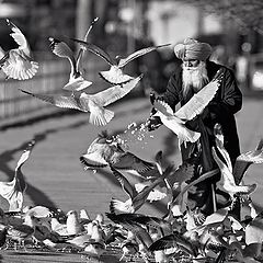 photo "The Seagulls Feeder"