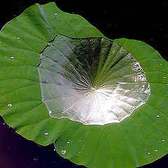 photo "Leaf with Diamond / Лист с Алмазом"