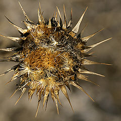 photo "The Prickly portrait"