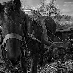 фото "Портрет с яблоней..."