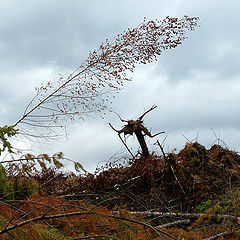 photo "evil spirit of the devastated forest"