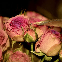 фото "розы"