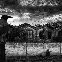 photo "the crow"