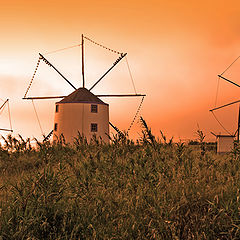 photo "WIND MILLS"