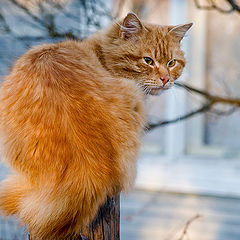 photo "Sunny cat #2"