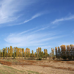 фото "Осенние топольки"