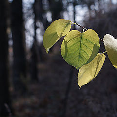 photo "Autumn Leaf"