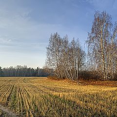 фото "Во поле берёзы"