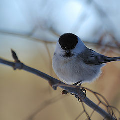 фото "Parus montanus 1"