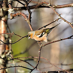 фото "Fringilla coelebs"