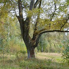photo "***"