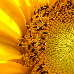 photo "golden flower"