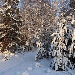 фото "Зимний лес."