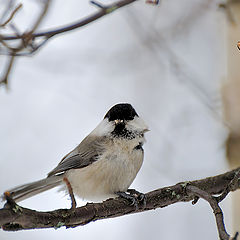 photo ""Wannabe Vampire" (Parus montanus 2)"