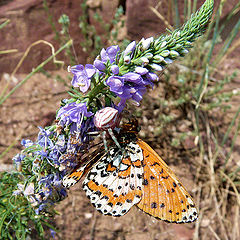 фото "glamourder"