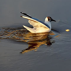 фото ""The sea-gull""