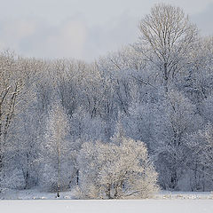 photo "Winter's Colors"